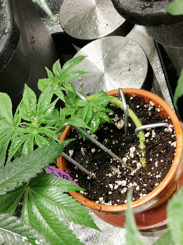 Spannabis23 Genetiken // Parallelreport