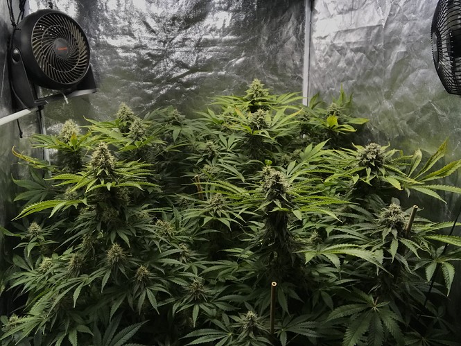 Growreport Bild 5