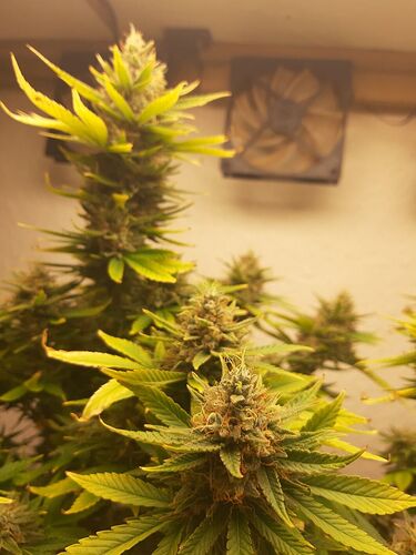 Growreport Bild 2