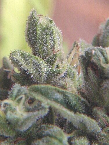 Growreport Bild 7