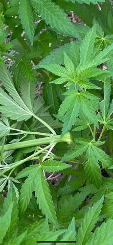 Growreport Bild 25