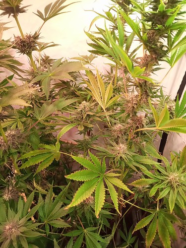 Growreport Bild 29