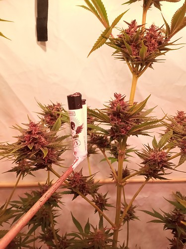 Growreport Bild 62