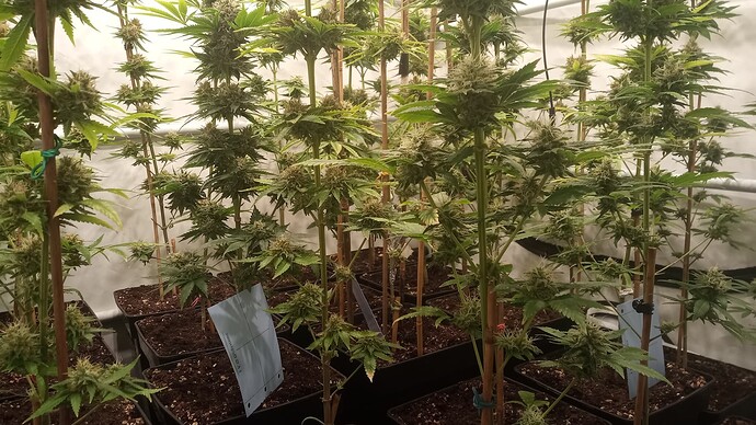 Growreport Bild 18
