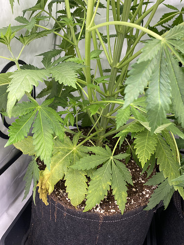 Growreport Bild 2