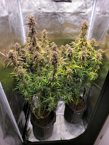 Growreport Bild 5