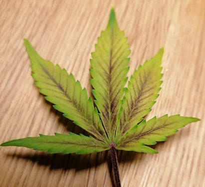 Growreport Bild 8