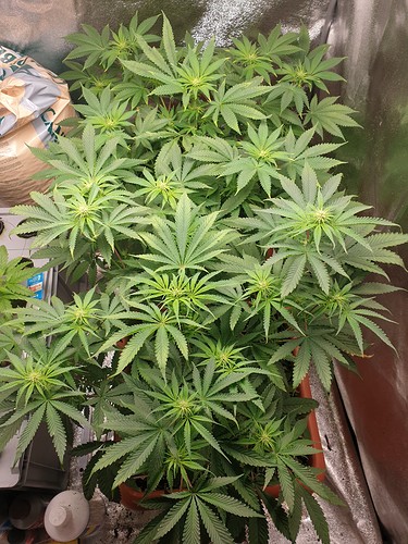 16218447018096837388038868038354