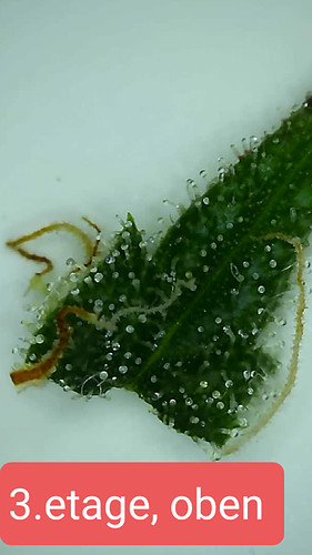 Growreport Bild 5