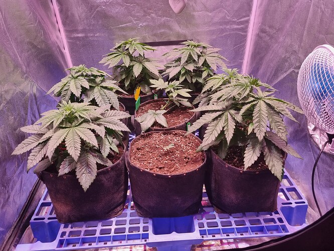 Growreport Bild 40
