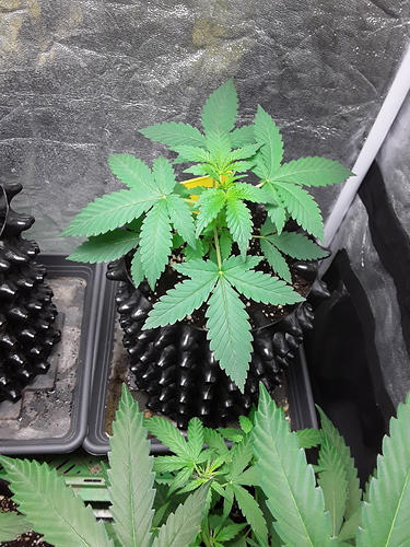 Growreport Bild 9