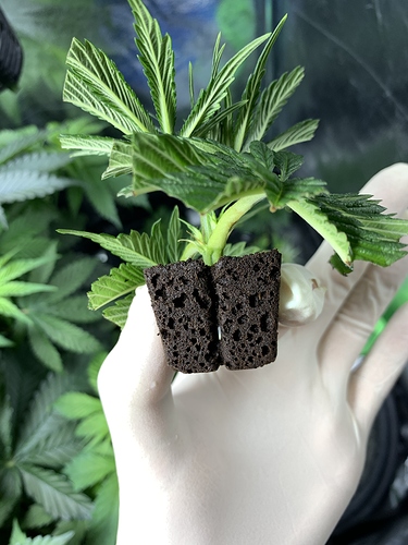 Growreport Bild 14