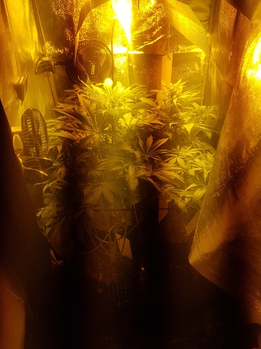 Growreport Bild 6