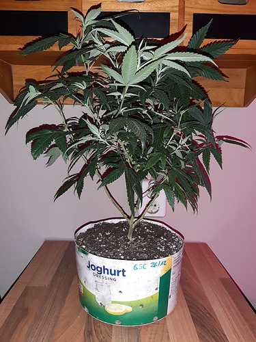 Growreport Bild 27