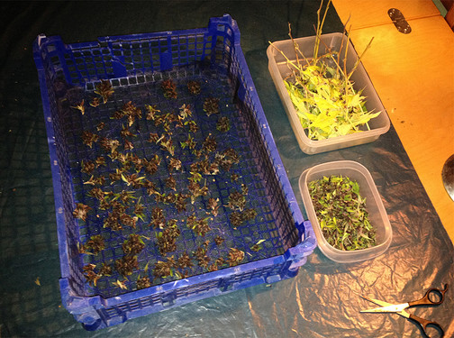 Growreport Bild 14