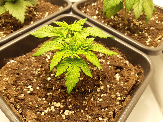 Growreport Bild 2