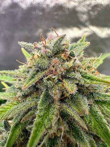 Growreport Bild 24