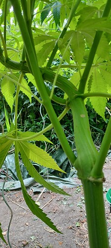 Growreport Bild 6