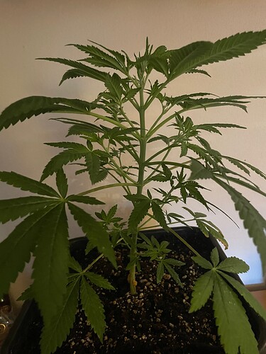 Growreport Bild 1