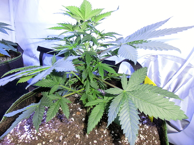 Eine junge Cannabispflanze in einem Stofftopf, die sich im Wuchs befindet. Die Pflanze hat mehrere Verzweigungen und gesunde grüne Blätter.