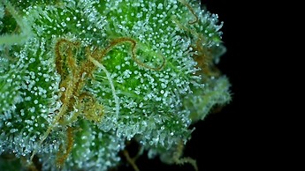 Growreport Bild 34