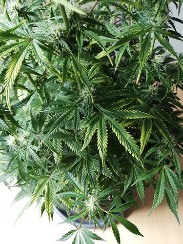 Growreport Bild 33