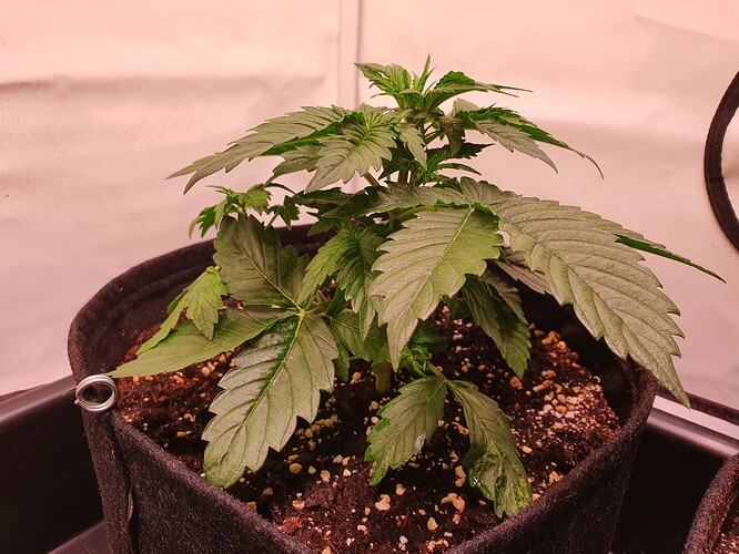 Growreport Bild 20