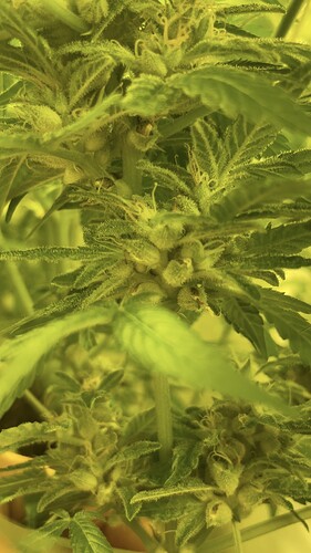 Growreport Bild 3