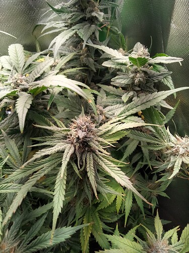Growreport Bild 3