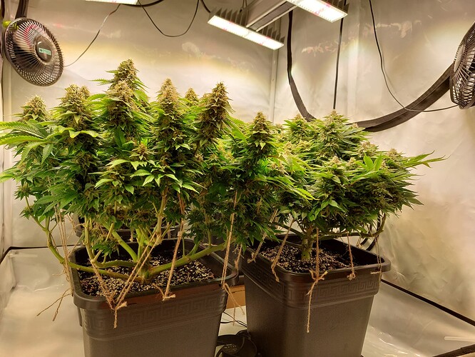 Growreport Bild 1