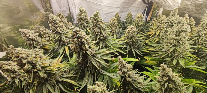Growreport Bild 1