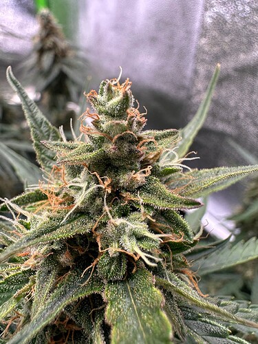 Growreport Bild 10
