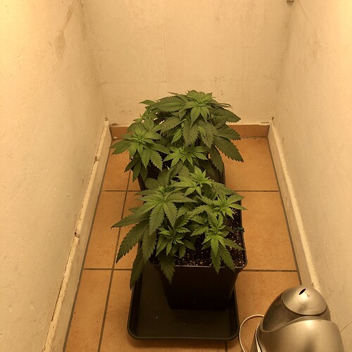 Growreport Bild 2