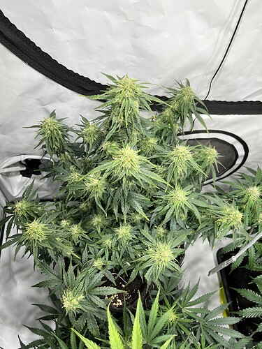 Growreport Bild 5