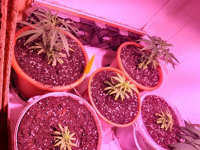 Growreport Bild 1