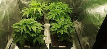 Growreport Bild 2