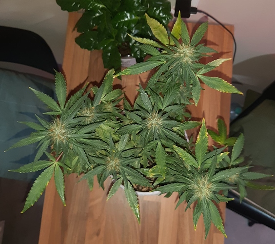 Growreport Bild 11
