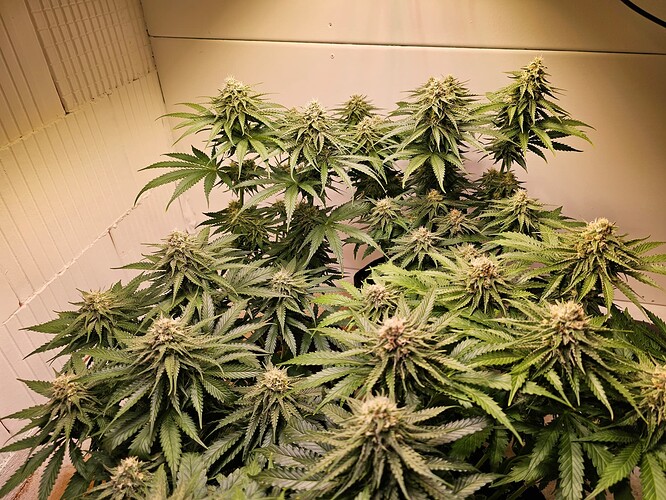 Growreport Bild 24