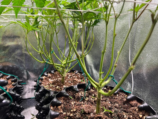 Growreport Bild 5
