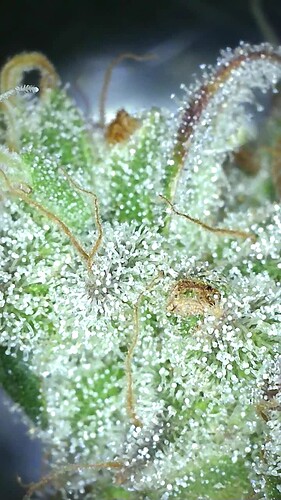 Growreport Bild 15
