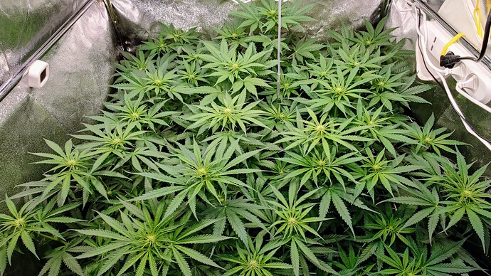 Growreport Bild 20
