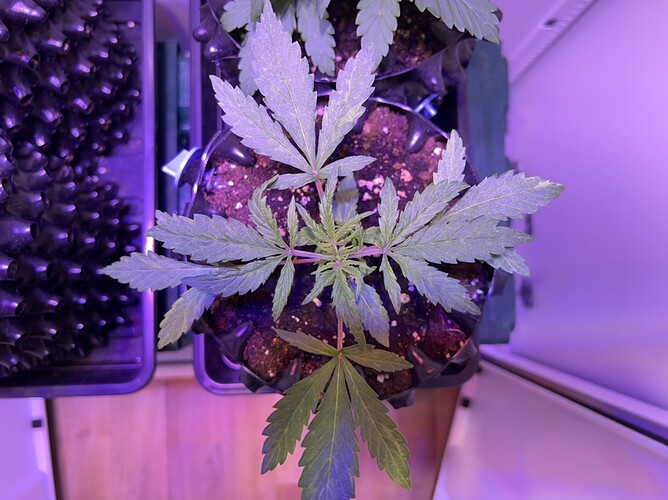 Growreport Bild 4