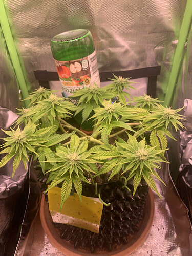 Growreport Bild 1