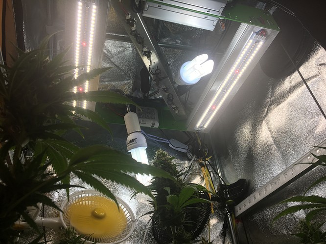 Growreport Bild 1