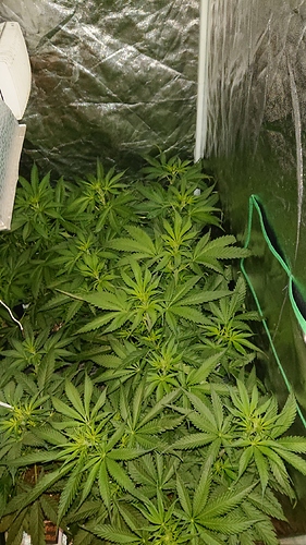 Growreport Bild 3