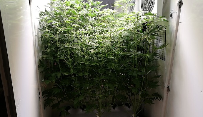 Growreport Bild 3