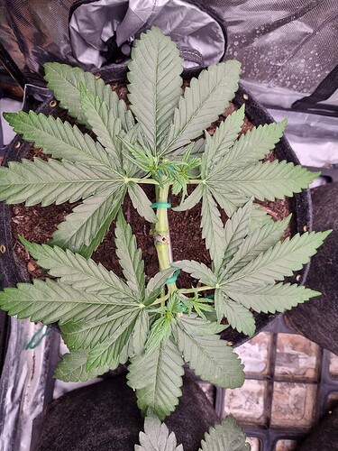 Growreport Bild 3