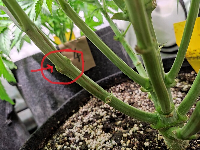 Growreport Bild 30