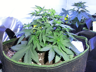 Eine junge Cannabispflanze in einem Stofftopf, die sich in der Wachstumsphase befindet. Mehrere neue Triebe sind sichtbar und die Pflanze ist gut verzweigt.