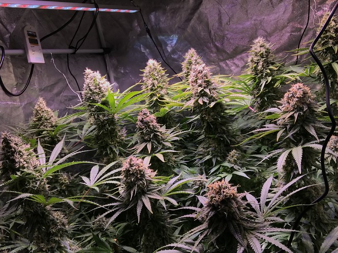 Growreport Bild 2